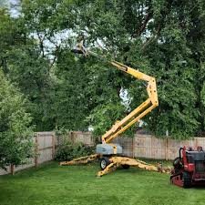 Best Palm Tree Trimming  in Decordova, TX