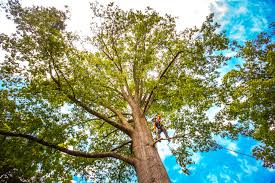 Best Tree Health Inspection  in Decordova, TX