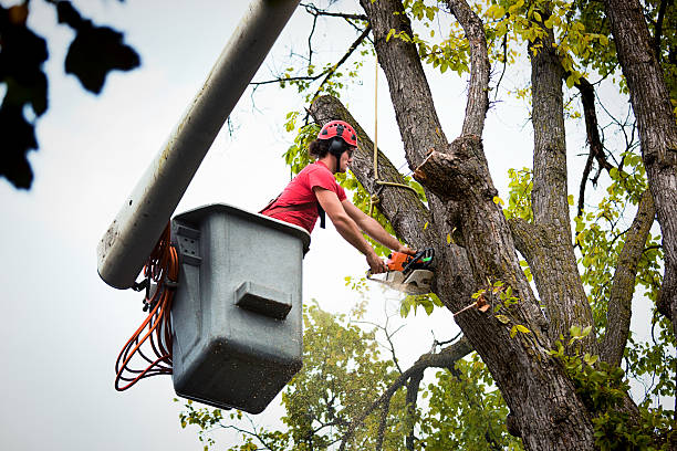 Best Emergency Tree Removal  in Decordova, TX